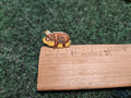 Koala Bear Hugging a Tree Limb Lapel Pin by MAFCO